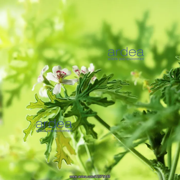: Geranium, Scented geranium, Pelargonium, Pelargonium graveolens : Geranium, Scented geranium, Pelargonium, Pelargonium graveolens