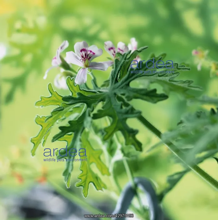 : Geranium, Scented geranium, Pelargonium, Pelargonium graveolens : Geranium, Scented geranium, Pelargonium, Pelargonium graveolens