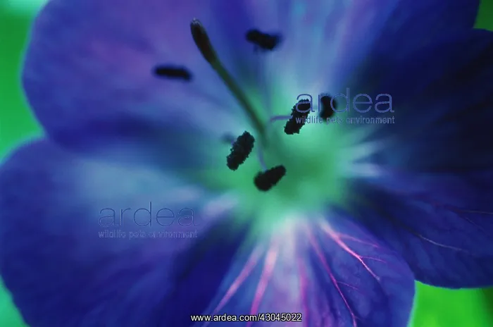 : Geranium, Cranesbill, Geranium Johnson's blue : Geranium, Cranesbill, Geranium Johnson's blue