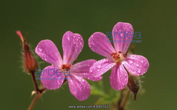 : Geranium, Cranesbill, Geranium robertianum : Geranium, Cranesbill, Geranium robertianum