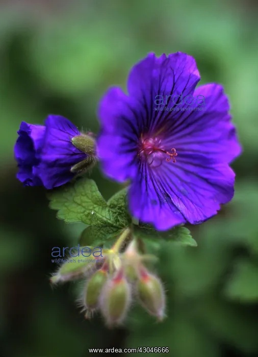 : Geranium, Cranesbill, Geranium ibericum : Geranium, Cranesbill, Geranium ibericum