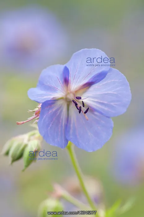 : Geranium, Cranesbill, Geranium Brookside : Geranium, Cranesbill, Geranium Brookside