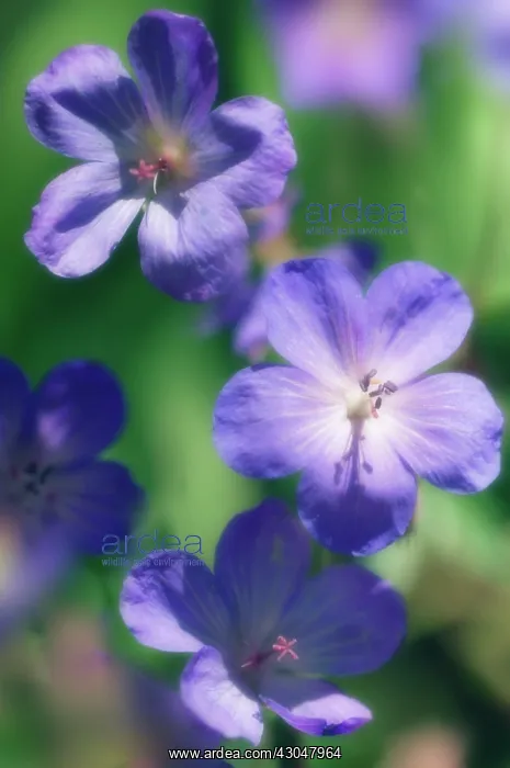 : Geranium, Cranesbill, Geranium x magnificum : Geranium, Cranesbill, Geranium x magnificum