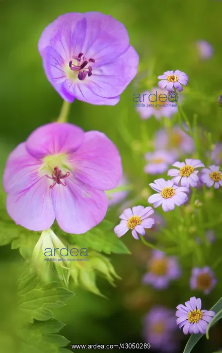 : Geranium, Cranesbill, Geranium : Geranium, Cranesbill, Geranium