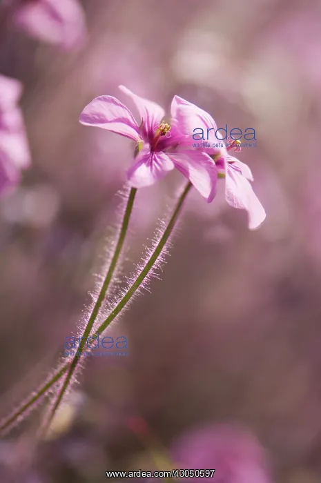 : Geranium, Cranesbill, Geranium Maderense : Geranium, Cranesbill, Geranium Maderense