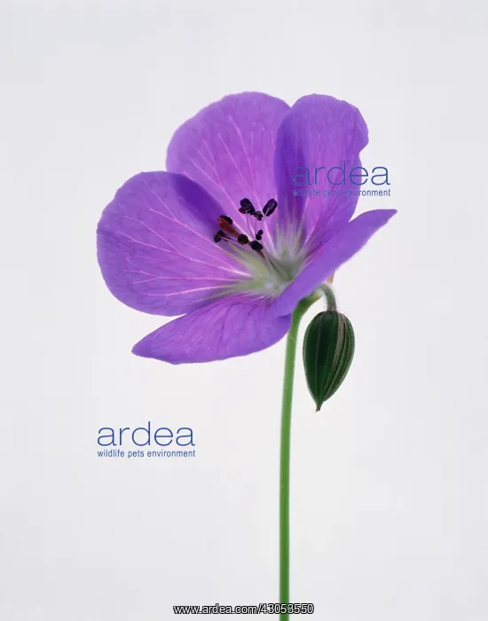 : Geranium, Cranesbill, Geranium himalayense : Geranium, Cranesbill, Geranium himalayense