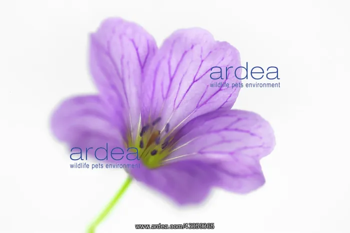 : Geranium, Cranesbill, Geranium endressii : Geranium, Cranesbill, Geranium endressii