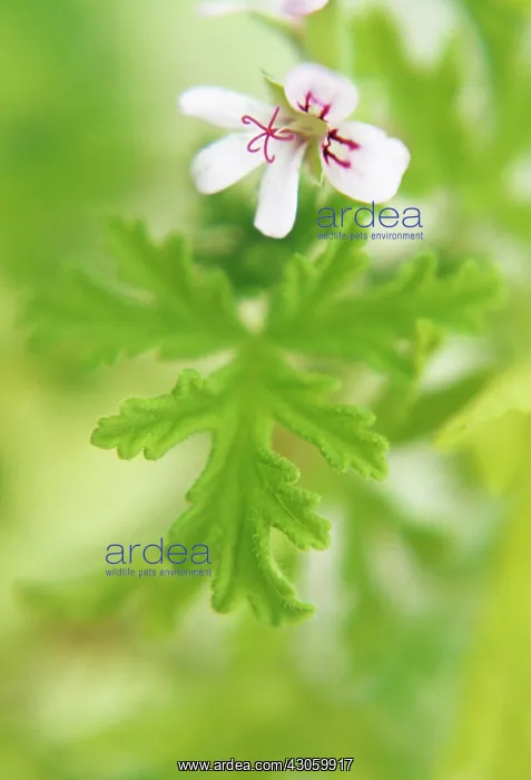 : Geranium, Scented geranium, Pelargonium, Pelargonium graveolens : Geranium, Scented geranium, Pelargonium, Pelargonium graveolens
