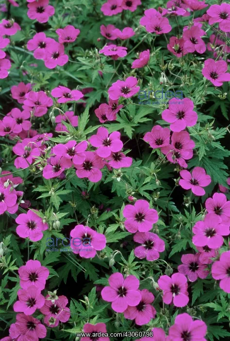 : Geranium, Armenium cranesbill, Geranium psilostemon : Geranium, Armenium cranesbill, Geranium psilostemon