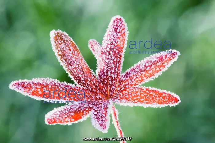 : Geranium, Cranesbill, Geranium sanguineum : Geranium, Cranesbill, Geranium sanguineum