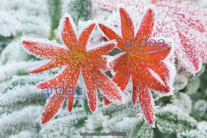 : Geranium, Cranesbill, Geranium sanguineum : Geranium, Cranesbill, Geranium sanguineum