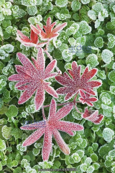 : Geranium. WH Smith 2018 calendar: Seasons in the Garden - inside CL 4 / 4 / 2017 : Geranium. WH Smith 2018 calendar: Seasons in the Garden - inside CL 4 / 4 / 2017