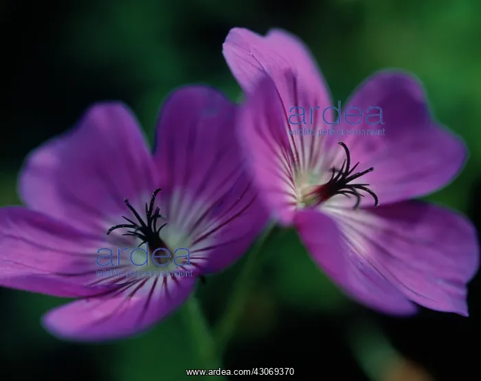 : Geranium, Cranesbill, Geranium wallichianum : Geranium, Cranesbill, Geranium wallichianum
