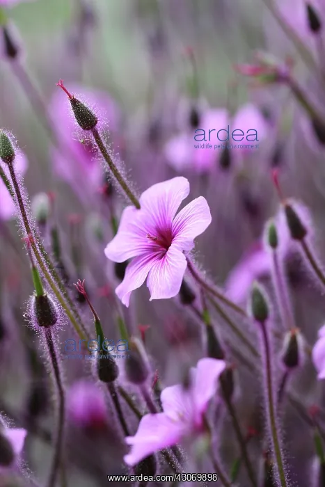 : Geranium. Geranium maderense : Geranium. Geranium maderense