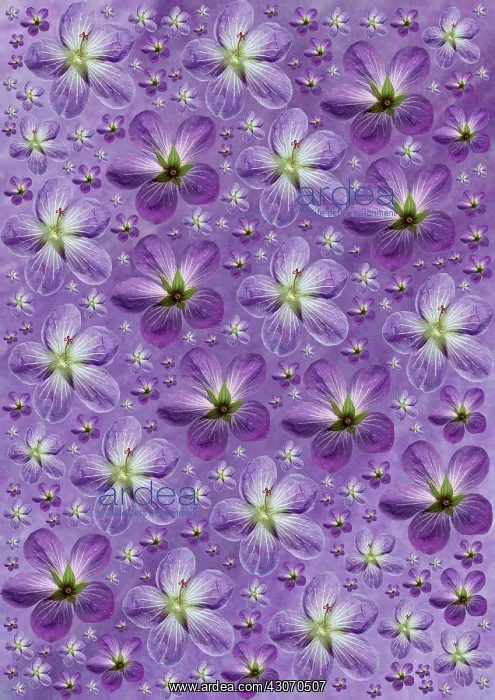 : Geranium, Armenium cranesbill, Geranium psilostemon : Geranium, Armenium cranesbill, Geranium psilostemon