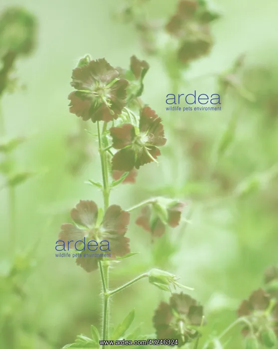 : Geranium, Mourning widow, Geranium phaeum : Geranium, Mourning widow, Geranium phaeum
