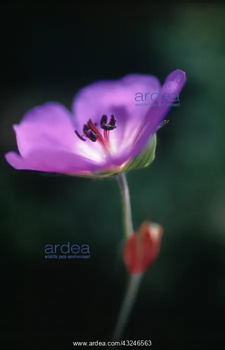 : Geranium, Cranesbill, Geranium Rosanne : Geranium, Cranesbill, Geranium Rosanne