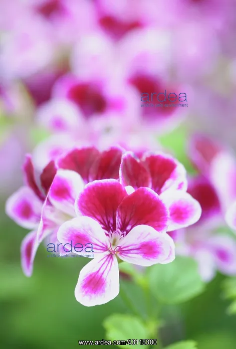 : Geranium Angel Eyes Burgundy, Pelargonium peltatum : Geranium Angel Eyes Burgundy, Pelargonium peltatum