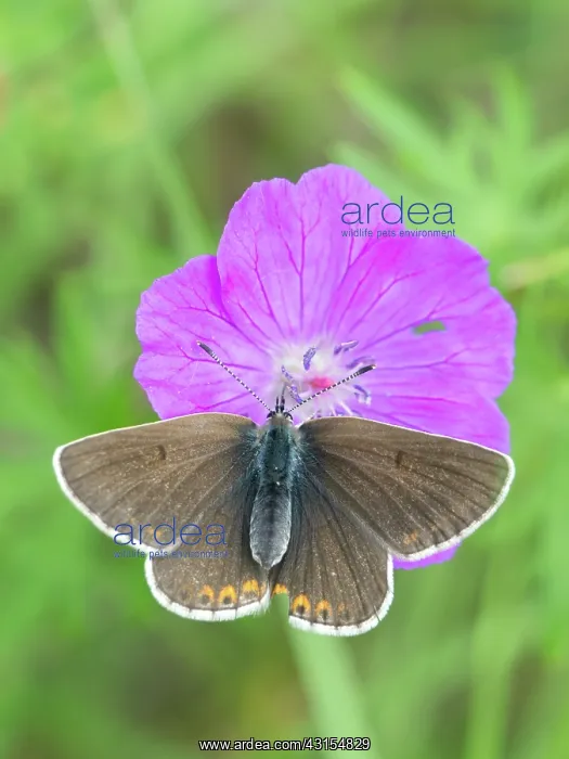 : Geranium Argus : Geranium Argus