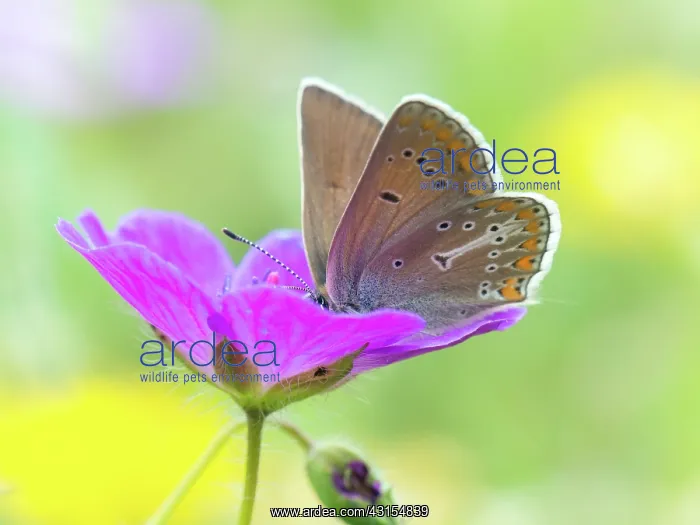: Geranium Argus : Geranium Argus