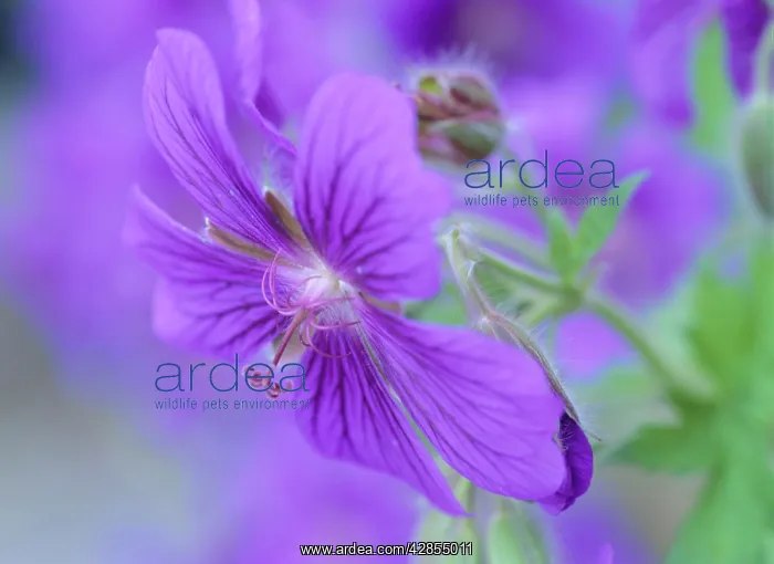  : Geranium - detail of blossom