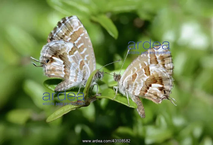: Geranium Bronze (Cacyreus marshalli) couple on a : Geranium Bronze (Cacyreus marshalli) couple on a