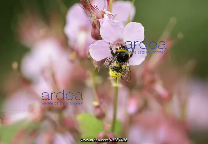 : Geranium, Cranesbill, Geranium cultivar, Pink subject : Geranium, Cranesbill, Geranium cultivar, Pink subject