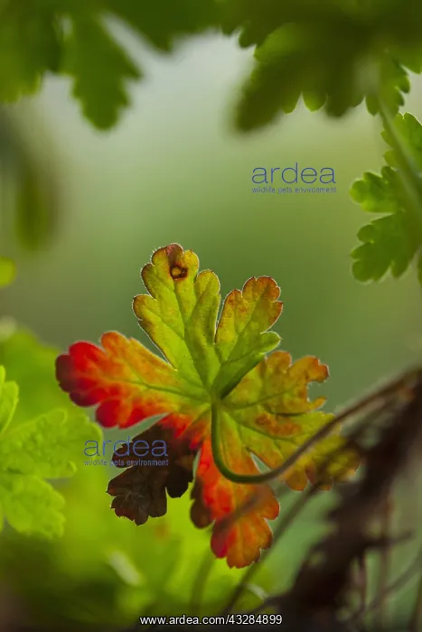 : Geranium, Cranesbill, Green foliage with red fringe : Geranium, Cranesbill, Green foliage with red fringe