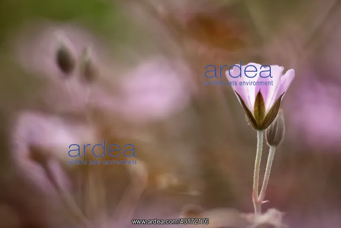 : Geranium Dusky Rose just opening and to the right hand edg : Geranium Dusky Rose just opening and to the right hand edg