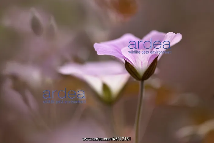 : Geranium Dusky Rose with a second one just behind : Geranium Dusky Rose with a second one just behind
