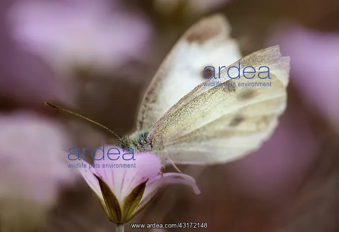 : Geranium Dusky Rose with a white butterfly on it : Geranium Dusky Rose with a white butterfly on it