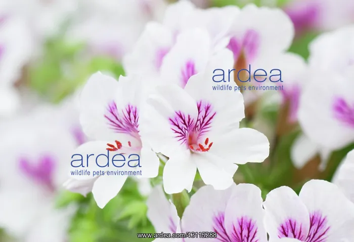 : Geranium Imperial butterfly, Pelargonium Imperial : Geranium Imperial butterfly, Pelargonium Imperial