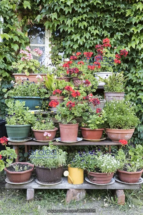: Geranium pots in a garden, summer, Moselle, France : Geranium pots in a garden, summer, Moselle, France