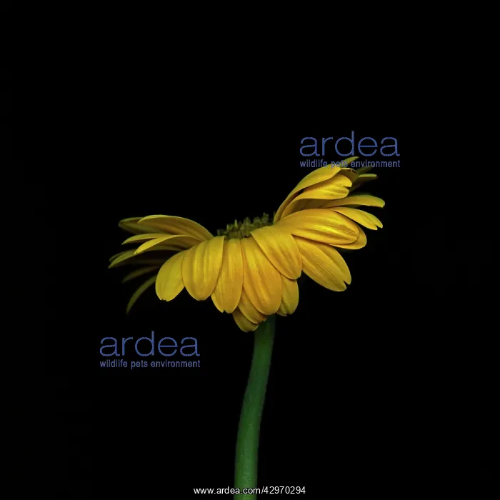 : Gerbera, Gerbera Germini Davidson : Gerbera, Gerbera Germini Davidson