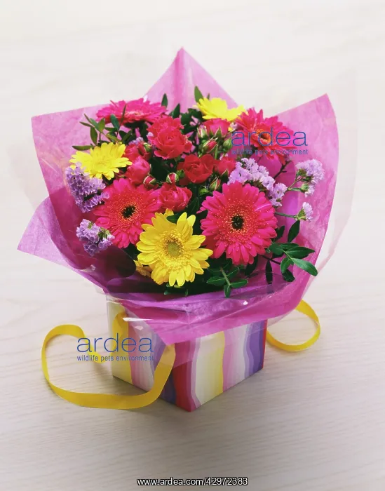: Gerbera, Barberton daisy, Gerbera jamesonii : Gerbera, Barberton daisy, Gerbera jamesonii