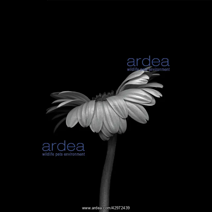  : Gerbera, Gerbera Germini Davidson
