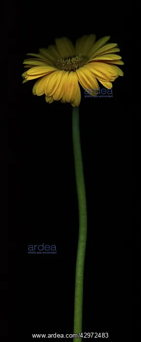  : Gerbera, Gerbera Germini Davidson