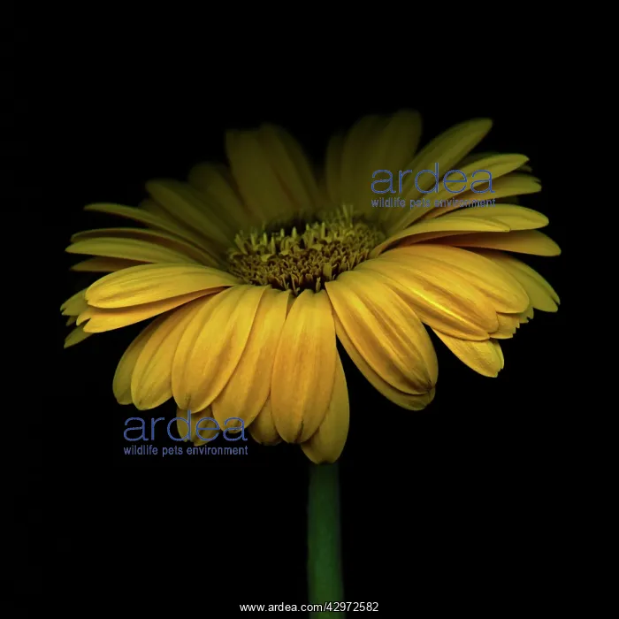  : Gerbera, Gerbera Germini Davidson