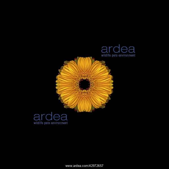  : Gerbera, Gerbera Germini Davidson