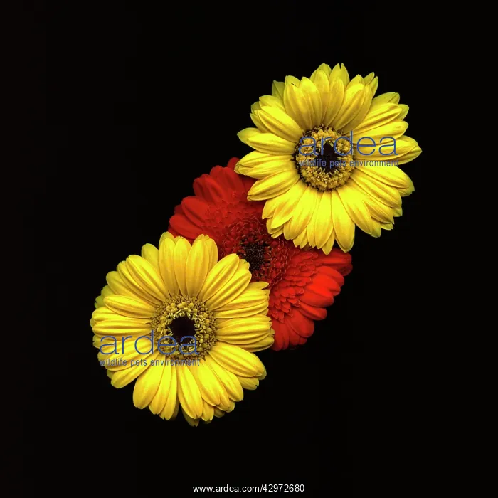  : Gerbera, Gerbera Germini Davidson