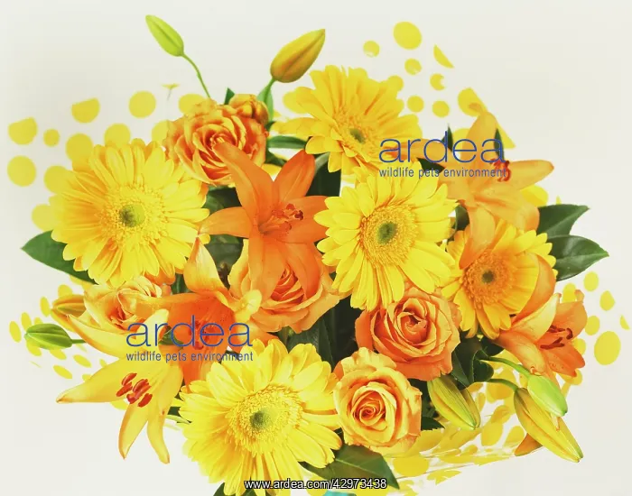 : Gerbera : Gerbera
