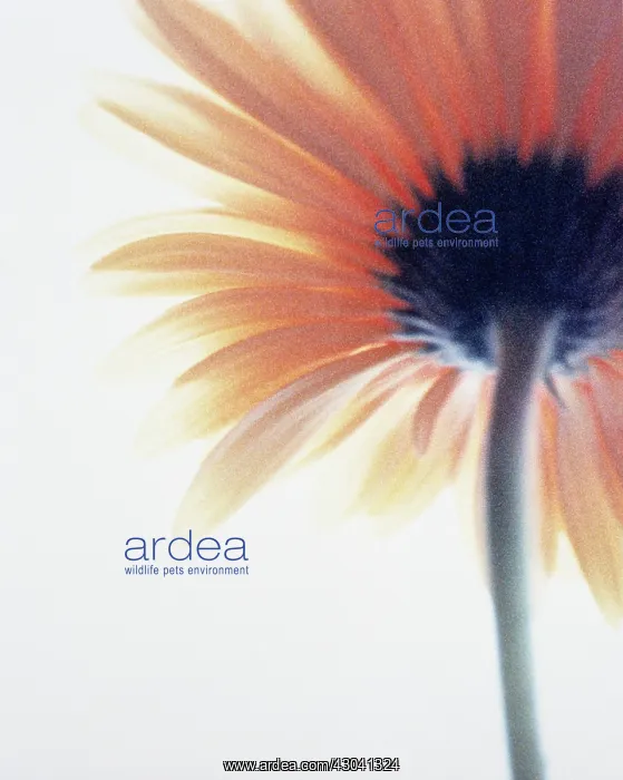 : Gerbera. Gerbera : Gerbera. Gerbera