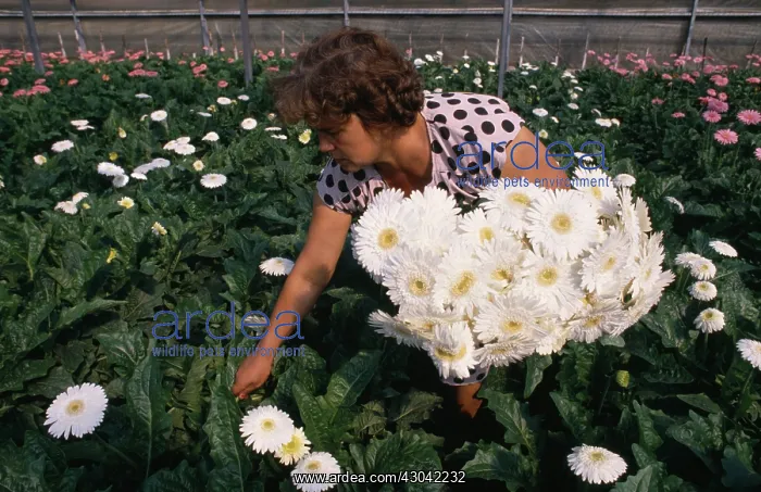 : Gerbera. Gerbera : Gerbera. Gerbera