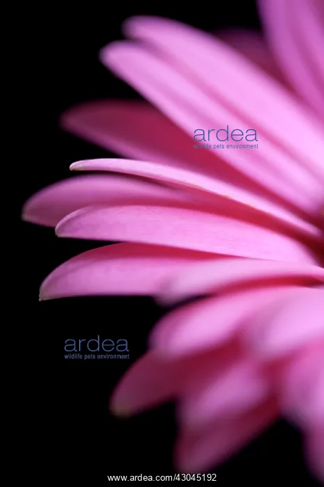 : Gerbera, Barberton daisy, Gerbera jamesonii : Gerbera, Barberton daisy, Gerbera jamesonii