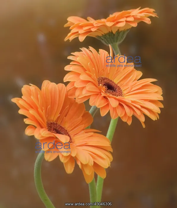 : Gerbera : Gerbera