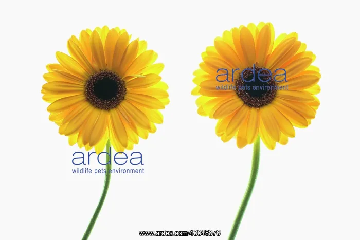 : Gerbera. Two individual flower stems arranged and photographed on lightbox : Gerbera. Two individual flower stems arranged and photographed on lightbox