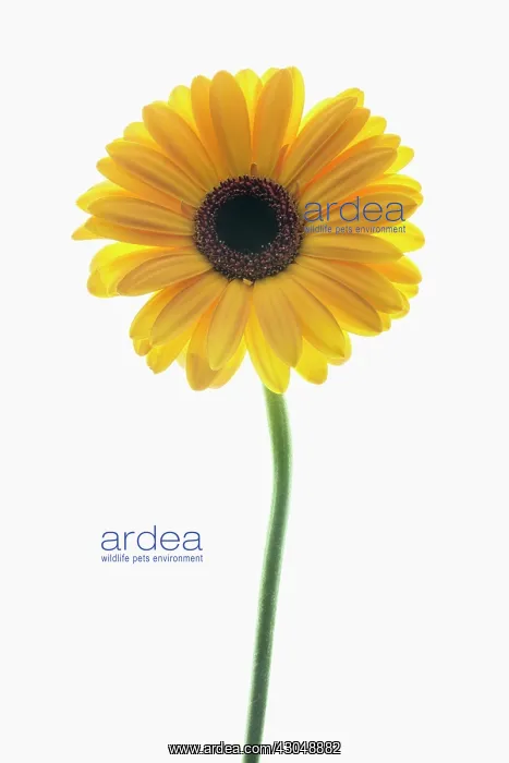 : Gerbera. Studio shot of single flower stem arranged and photographed on lightbox : Gerbera. Studio shot of single flower stem arranged and photographed on lightbox