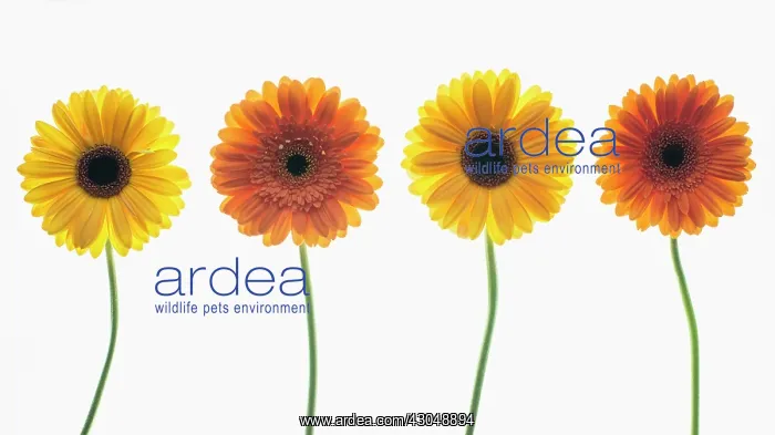 : Gerbera. Four individual flower stems in shades of yellow : Gerbera. Four individual flower stems in shades of yellow