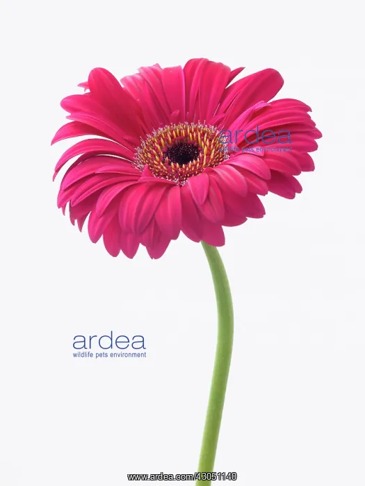 : Gerbera, Gerbera Explorer : Gerbera, Gerbera Explorer