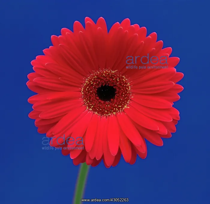 : Gerbera : Gerbera